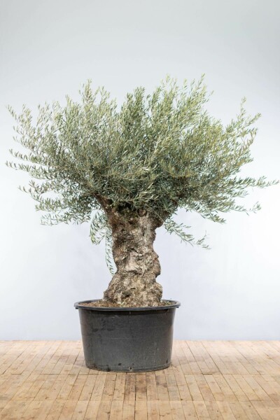 Olivier d'Europe Olea europaea Bonsaï 100-120 200-225 Pot L'Olivier / Olea Europaea bonsai 200-225 cm