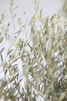 Olivier d'Europe Olea europaea Bonsaï 100-120 200-225 Pot L'Olivier / Olea Europaea bonsai 200-225 cm