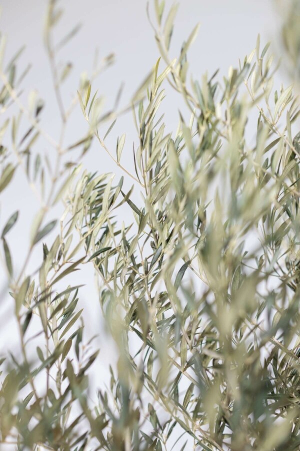 Olivier d'Europe Olea europaea Bonsaï 30-40 175-200 Pot L'Olivier / Olea Europaea bonsai 175-200 cm