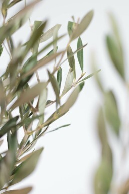Olivier d'Europe Olea europaea Mini-tige 40-60 Pot L'Olivier / Olea Europaea Mini-tige/stipe/tronc 40-60 cm