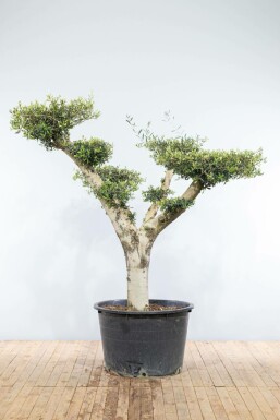 L'Olivier / Olea Europaea ponpon