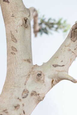 Olivier d'Europe Olea europaea Pom Pom 40-50 175-200 Pot L'Olivier / Olea Europaea ponpon 175-200 cm