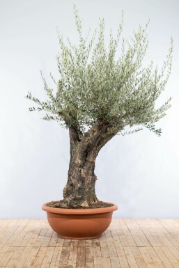 L'Olivier / Olea Europaea Soucoupe