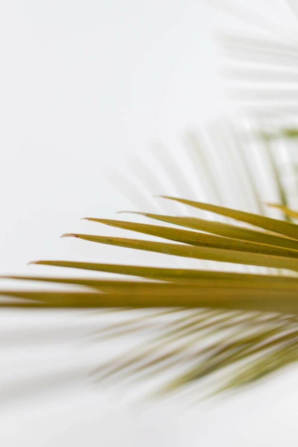 Butia capité Butia capitata Arbuste 125-150 Pot Palmier / Butia Capitata Arbuste 125-150 cm