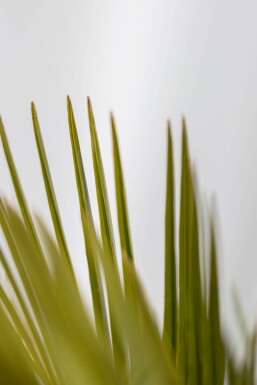 Butia capité Butia capitata Arbuste 125-150 Pot Palmier / Butia Capitata Arbuste 125-150 cm