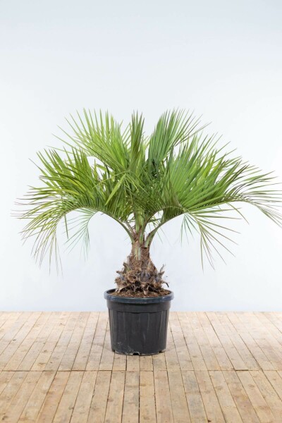 Butia capité Butia capitata Arbuste 150-175 Pot Palmier / Butia Capitata Arbuste 150-175 cm