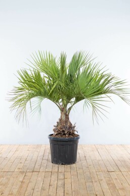 Butia capité Butia capitata Arbuste 150-175 Pot Palmier / Butia Capitata Arbuste 150-175 cm