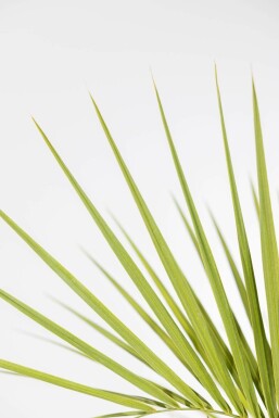 Butia capité Butia capitata Arbuste 150-175 Pot Palmier / Butia Capitata Arbuste 150-175 cm
