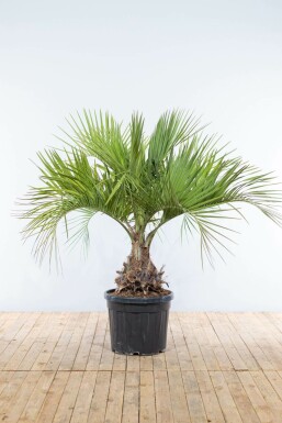 Palmier / Butia Capitata Arbuste