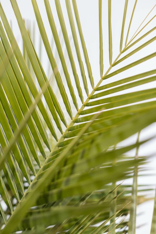 Butia capité Butia capitata Arbuste 60-80 Pot Palmier / Butia Capitata Arbuste 60-80 cm