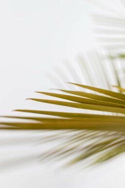 Butia capité Butia capitata Arbuste 60-80 Pot Palmier / Butia Capitata Arbuste 60-80 cm