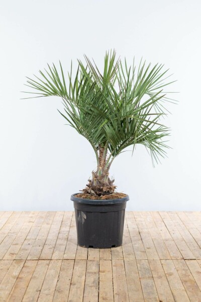 Butia capité Butia capitata Arbuste 80-100 Pot Palmier / Butia Capitata Arbuste 80-100 cm