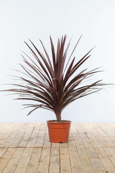 Cordyline australe Cordyline australis 'Red Star' Arbuste 100-125 Pot Palmier / Cordyline Australis Red Star Arbuste 100-125 cm