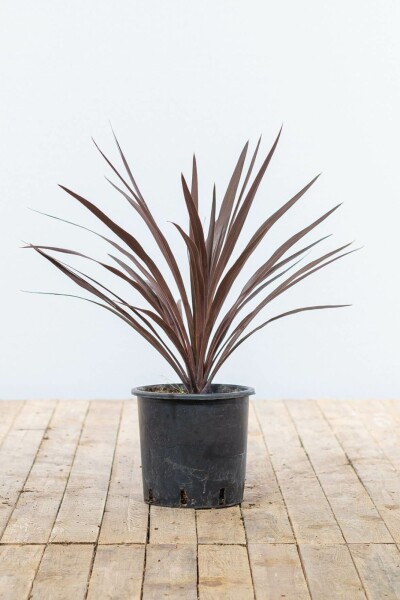 Palmier / Cordyline Australis Red Star Arbuste