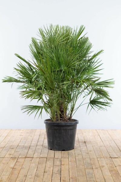 Chamaerops humble Chamaerops humilis Arbuste 125-150 Pot Palmier Nain / Chamaerops Humilis Arbuste 125-150 cm