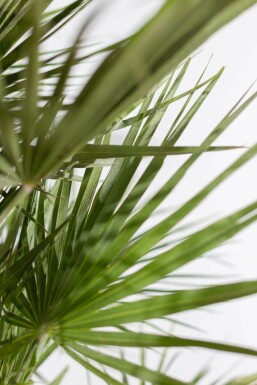 Chamaerops humble Chamaerops humilis Arbuste 125-150 Pot Palmier Nain / Chamaerops Humilis Arbuste 125-150 cm