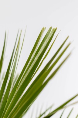Chamaerops humble Chamaerops humilis Arbuste 125-150 Pot Palmier Nain / Chamaerops Humilis Arbuste 125-150 cm