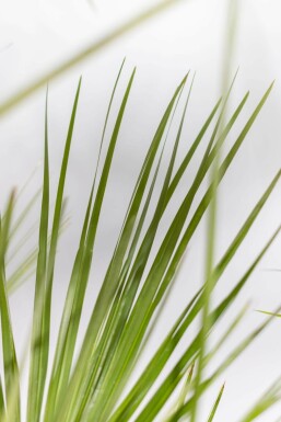 Chamaerops humble Chamaerops humilis Arbuste 125-150 Pot Palmier Nain / Chamaerops Humilis Arbuste 125-150 cm