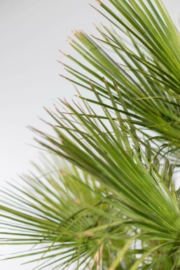 Chamaerops humble Chamaerops humilis Arbuste 125-150 Pot Palmier Nain / Chamaerops Humilis Arbuste 125-150 cm