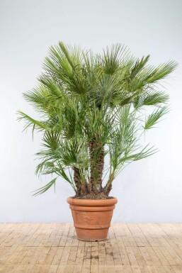 Palmier Nain / Chamaerops Humilis Arbuste