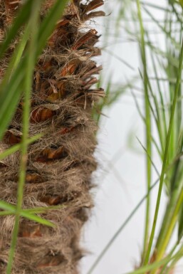 Chamaerops humble Chamaerops humilis Arbuste 175-200 Pot