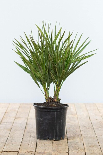 Palmier Nain / Chamaerops Humilis Arbuste