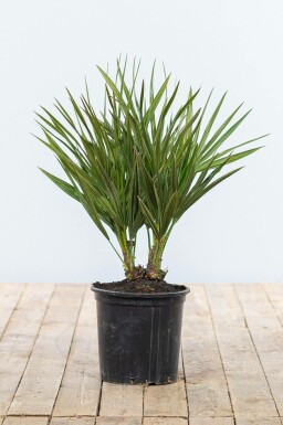 Chamaerops humble Chamaerops humilis Arbuste 40-60 Pot