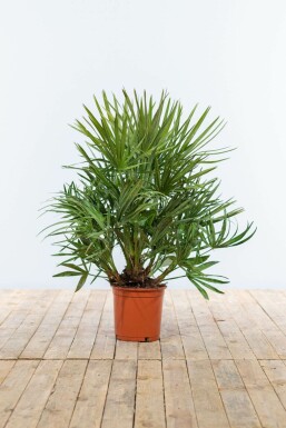 Chamaerops humble Chamaerops humilis Arbuste 60-80 Pot