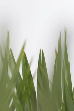 Chamaerops humble Chamaerops humilis 'Vulcano' Arbuste 60-80 Pot Palmier Vulcano / Chamaerops Humilis Vulcano Arbuste 60-80 cm