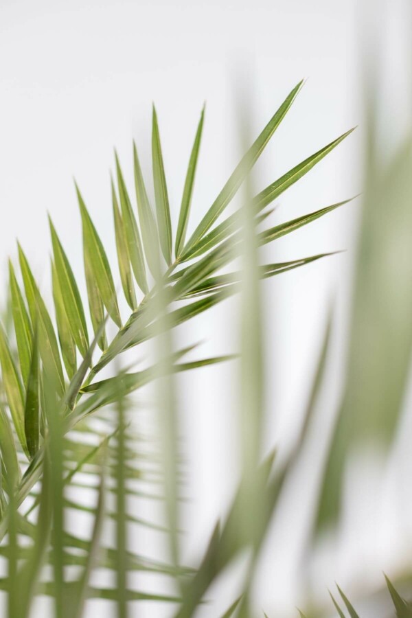 Phénix des Canaries Phoenix canariensis Arbuste 125-150 Pot Dattier des Canaries / Phoenix Canariensis Arbuste 125-150 cm