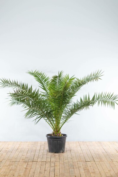 Phénix des Canaries Phoenix canariensis Arbuste 175-200 Pot Dattier des Canaries / Phoenix Canariensis Arbuste 175-200 cm