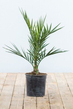 Dattier des Canaries / Phoenix Canariensis Arbuste 20-40 cm