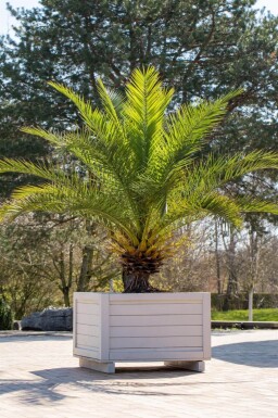 Dattier des Canaries / Phoenix Canariensis Arbuste 20-40 cm