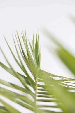 Phénix des Canaries Phoenix canariensis Arbuste 40-60 Pot Dattier des Canaries / Phoenix Canariensis Arbuste 40-60 cm