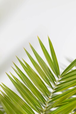 Phénix des Canaries Phoenix canariensis Arbuste 40-60 Pot Dattier des Canaries / Phoenix Canariensis Arbuste 40-60 cm