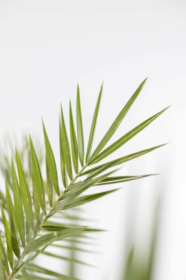 Phénix des Canaries Phoenix canariensis Arbuste 60-80 Pot Dattier des Canaries / Phoenix Canariensis Arbuste 60-80 cm