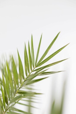 Phénix des Canaries Phoenix canariensis Arbuste 60-80 Pot Dattier des Canaries / Phoenix Canariensis Arbuste 60-80 cm