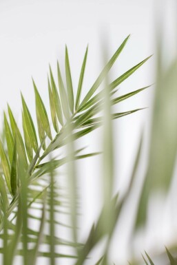 Phénix des Canaries Phoenix canariensis Arbuste 80-100 Pot Dattier des Canaries / Phoenix Canariensis Arbuste 80-100 cm