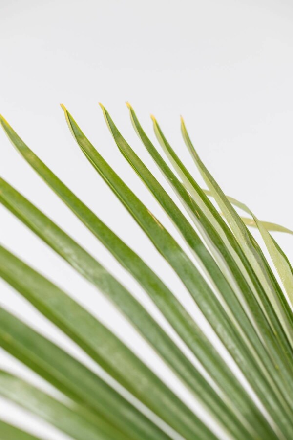 Trachycarpe de Fortune Trachycarpus fortunei Sur tige 100-120 225-250 Pot Palmier / Trachycarpus Fortunei Sur tige/stipe/tronc 225-250 cm