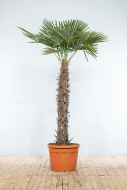 Palmier / Trachycarpus Fortunei Sur tige/stipe/tronc