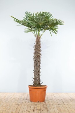 Trachycarpe de Fortune Trachycarpus fortunei Sur tige 120-140 225-250 Pot Palmier / Trachycarpus Fortunei Sur tige/stipe/tronc 225-250 cm