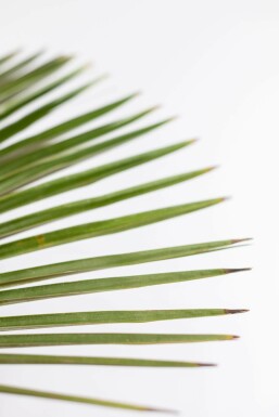 Trachycarpe de Fortune Trachycarpus fortunei Sur tige 20-30 100-125 Pot Palmier / Trachycarpus Fortunei Sur tige/stipe/tronc 100-125 cm