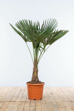 Palmier / Trachycarpus Fortunei Sur tige/stipe/tronc