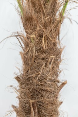 Trachycarpe de Fortune Trachycarpus fortunei Sur tige 50-60 150-175 Pot Palmier / Trachycarpus Fortunei Sur tige/stipe/tronc 150-175 cm