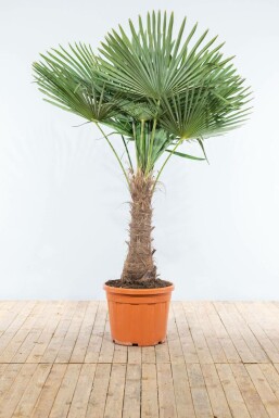 Palmier / Trachycarpus Fortunei Sur tige/stipe/tronc 175-200 cm