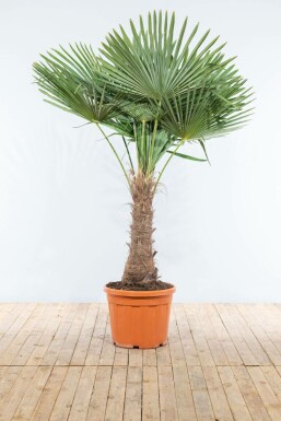 Palmier / Trachycarpus Fortunei Sur tige/stipe/tronc