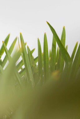 Trachycarpe de Fortune Trachycarpus fortunei Sur tige 80-100 200-225 Pot Palmier / Trachycarpus Fortunei Sur tige/stipe/tronc 200-225 cm