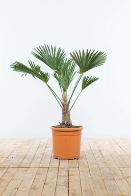 Palmier miniature de Chusan Trachycarpus wagnerianus Sur tige 15-20 80-100 Pot Palmier / Trachycarpus Wagnerianus Sur tige/stipe/tronc 80-100 cm