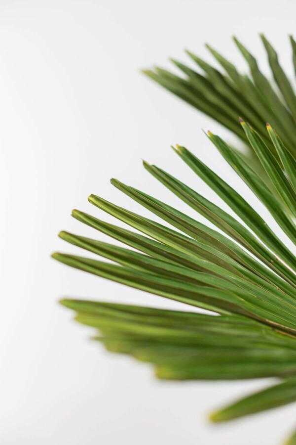 Palmier miniature de Chusan Trachycarpus wagnerianus Sur tige 80-100 175-200 Pot Palmier / Trachycarpus Wagnerianus Sur tige/stipe/tronc 175-200 cm