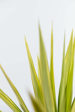 Yucca pied-d’éléphant Yucca elephantipes 'Jewel' Arbuste 40-60 Pot Palmier / Yucca Elephantipes Jewel Arbuste 40-60 cm